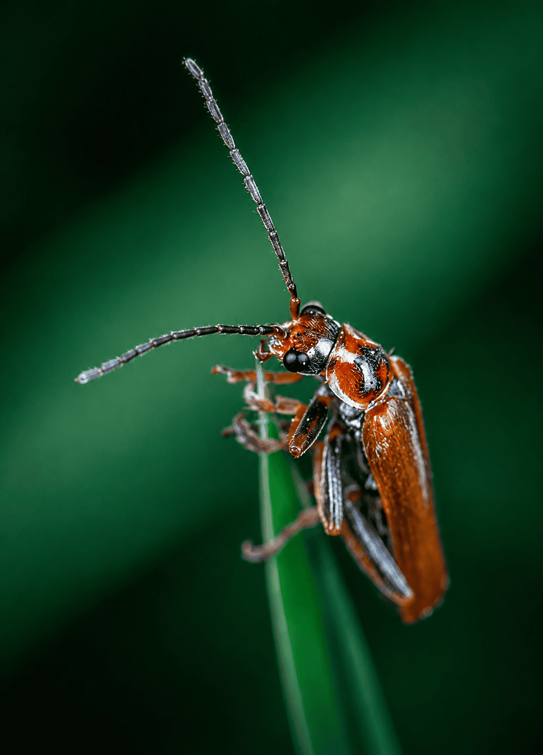Dezinsekcia hmyzu