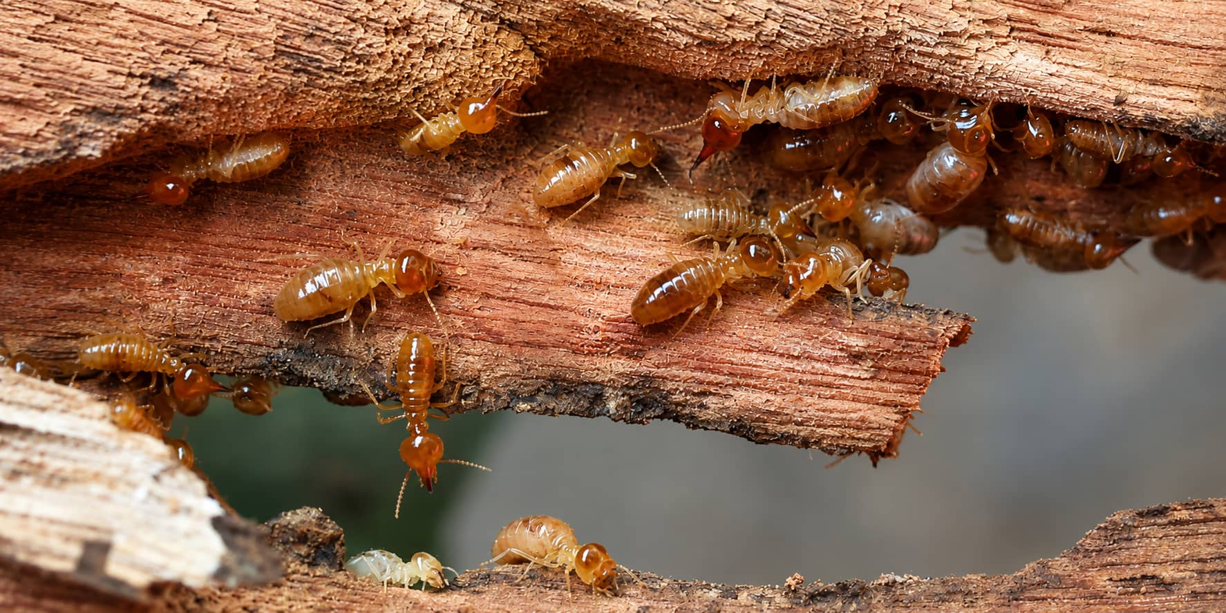 DEZINSEKCIA